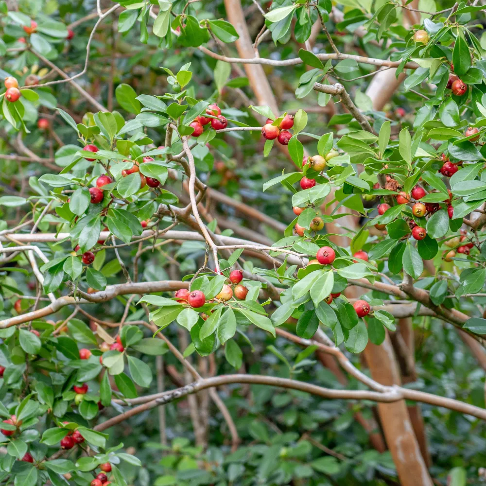 Goyavier de Chine Psidium cattleianum