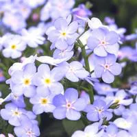 Myosotis - La barquette de 10 plants
