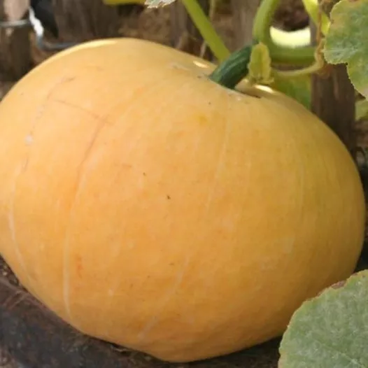 Graines bio de Potiron Quintal jaune