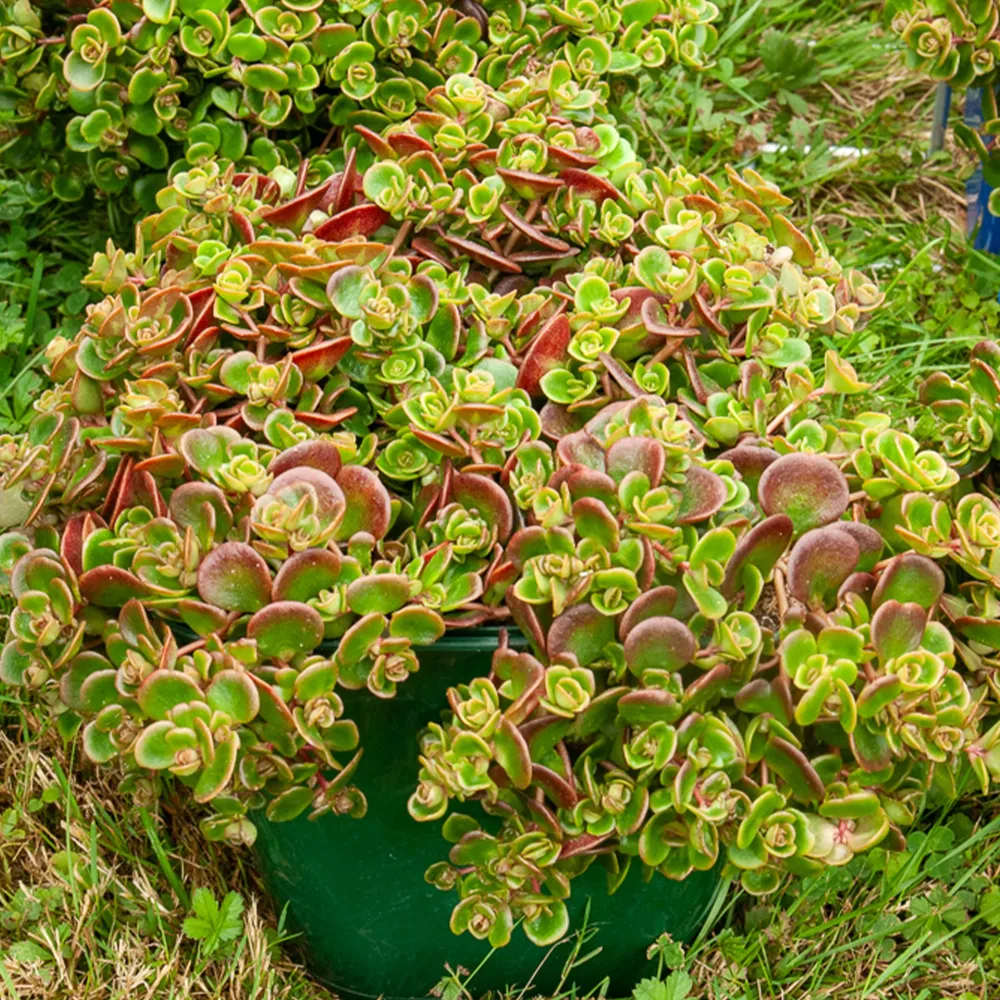 Sedum Coral Reef Sedum tetractinum Coral Reef