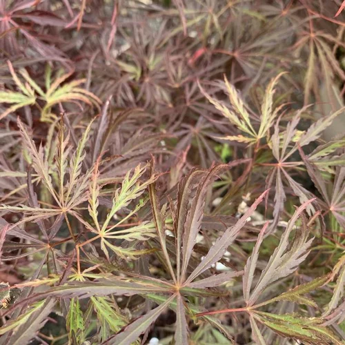 Érable du Japon Dissectum Crimson Princess pourpre. Le pot de 5 litres