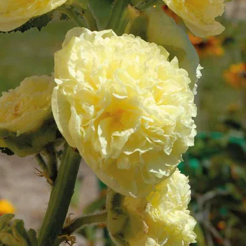 Rose Trémière jaune - Le pot de 9 x 9 cm