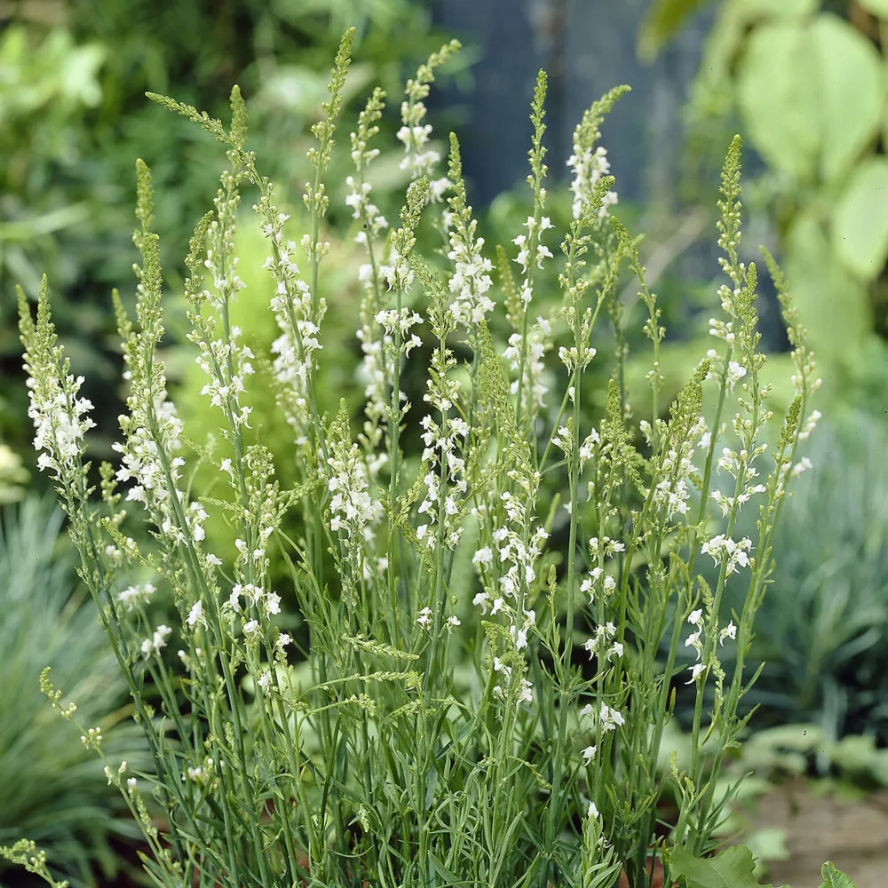 Linaire pourpre Springside White Linaria purpurea springside white
