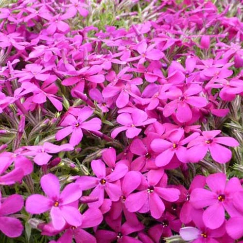 3 Phlox nain de Douglas Crackerjack Phlox crackerjack