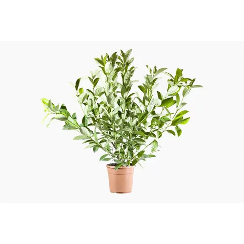 Viburnum Lucidum (Viorne Lucidum) en pot de 9 L vert