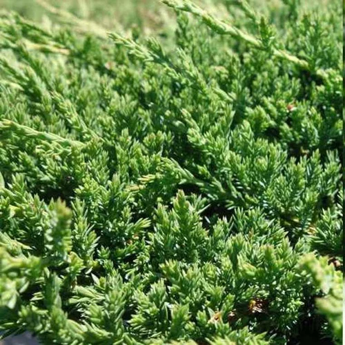 Conifères Variés en pot de 5 L vert