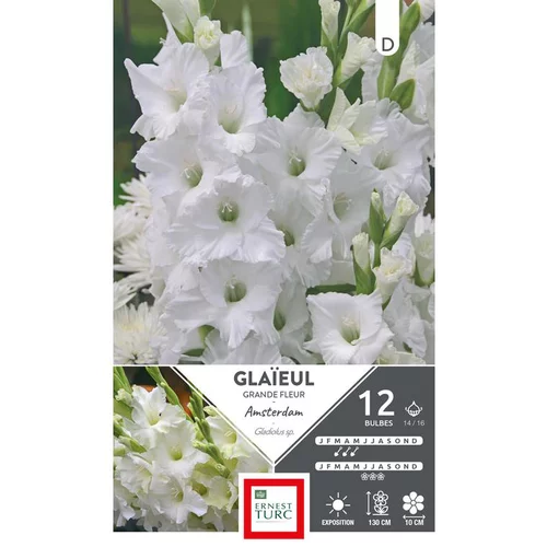 Glaïeul Amsterdam blanc Ernest Turc - 12 bulbes