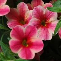 Calibrachoa - La coupe de 30 cm