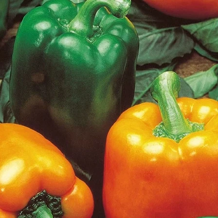 Poivron Milena F1 Capsicum annuum milena f1
