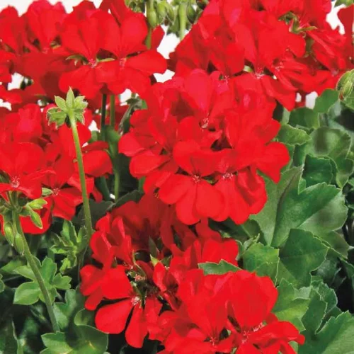 Géranium interspécifique Calliope à fleurs rouges - Le pot de 2 litres