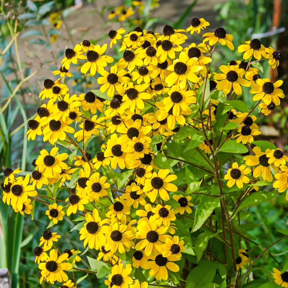Rudbeckia trilobée Rudbeckia triloba