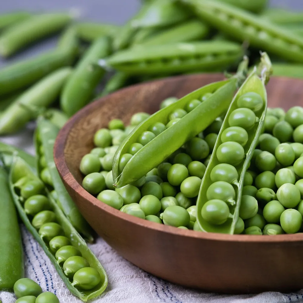 Pois nain Plein le Panier Pisum sativum Plein le Panier