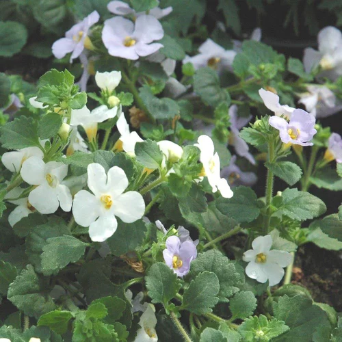 Bacopa. Le pot de 0,5 litre