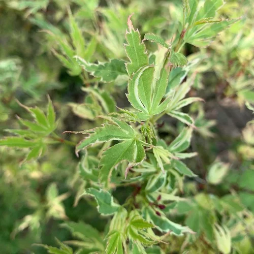 Erable du Japon (Acer Palmatum) Butterfly 150/175. Le pot de 30 litres