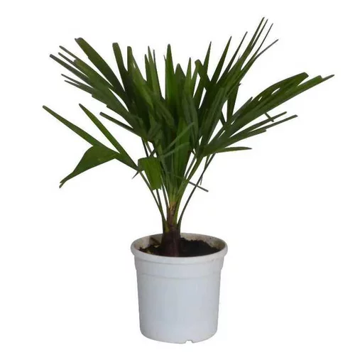 Trachycarpus