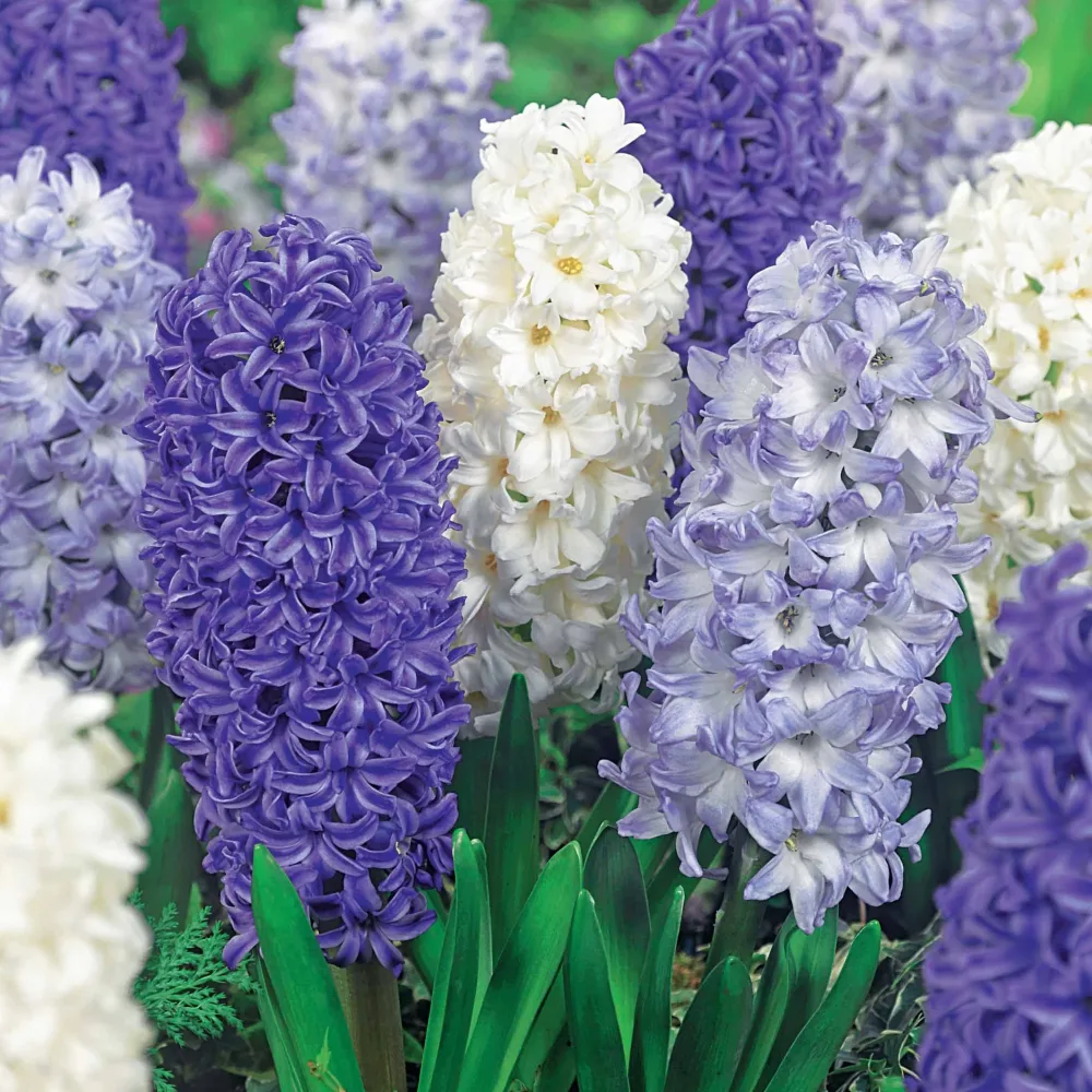 9 Jacinthes Harmonie blanches et bleues en mélange Hyacinthus orientalis