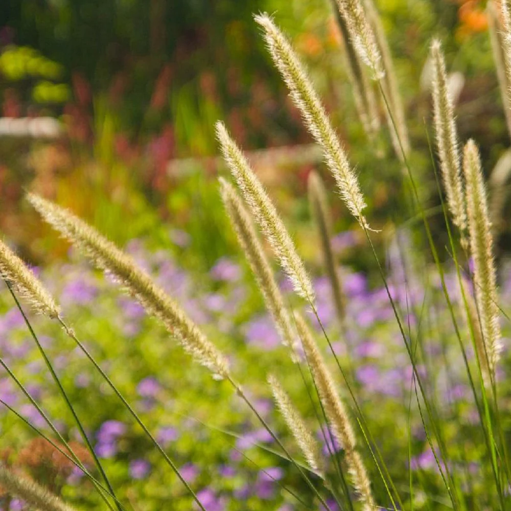 Herbe aux écouvillons érigée Pennisetum macrourum