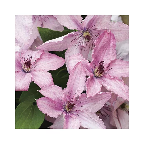 Clématite hagley hybrid coloris rose. Le pot de 6 litres