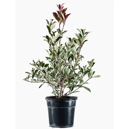 Photinia Fraseri Pink Marble rose. Le pot de 18 litres, forme ½ tige