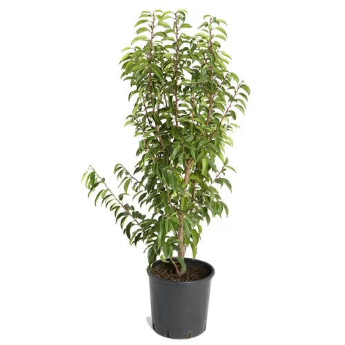 Prunus Lusitanica ou Laurier du Portugal en pot de 10 L