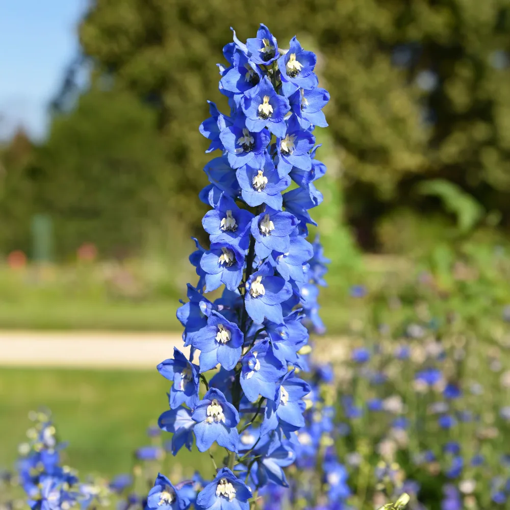 5 Delphiniums Ciel Bleu Delphinium ciel bleu