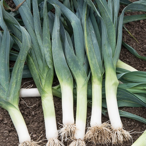 Poireau Géant d'hiver Allium porrum géant d'hiver