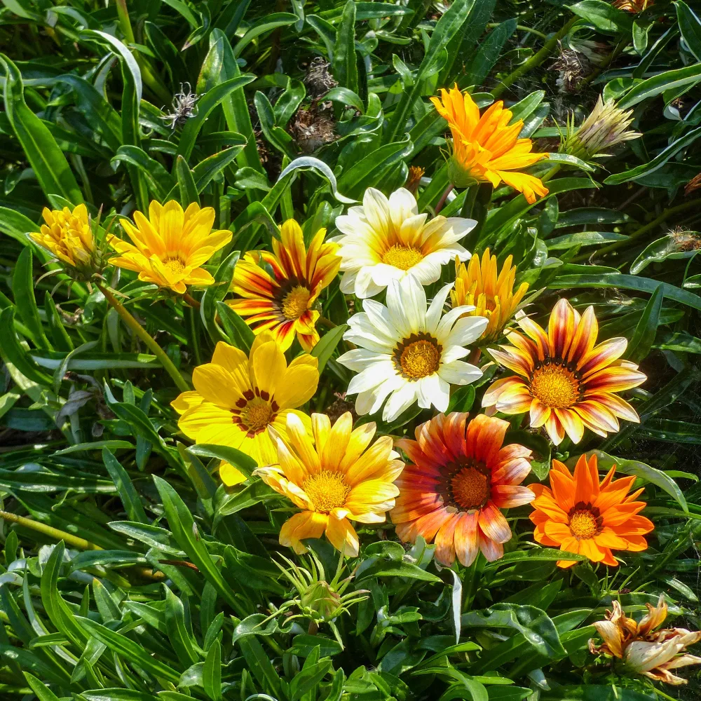 Gazania Sunshine Hybrids Gazania rigens