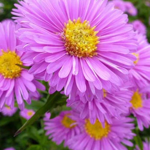 3 Astères à feuilles lisses Patricia Ballard Aster novi-belgii patricia ballard