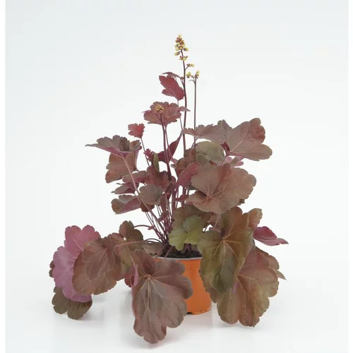 Heuchère Little Cutties - Le pot diam 12 cm