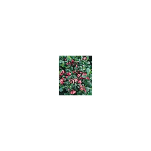 Escallonia Red Dream rouge en pot de 4 L