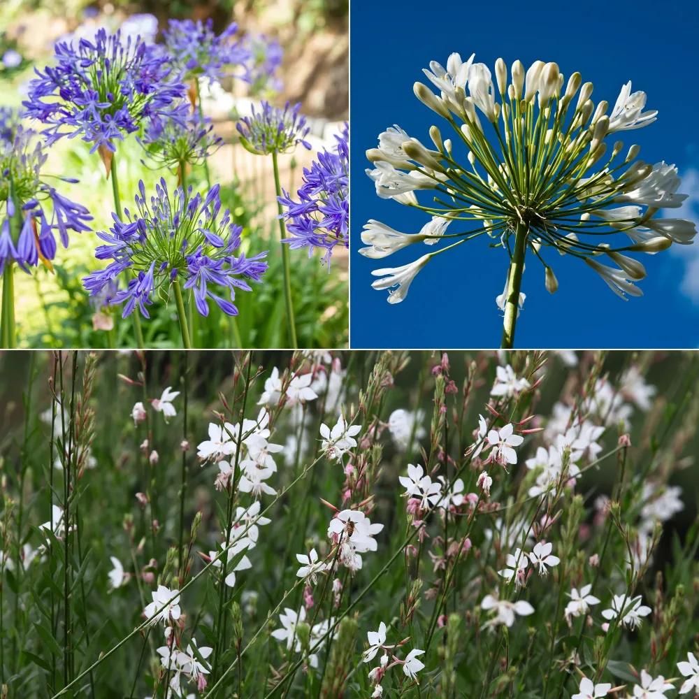 Collection de 7 plantes vivaces pour jardins et pots Gaura lindheimeri whirling butterflies , agapanthus umbellatus