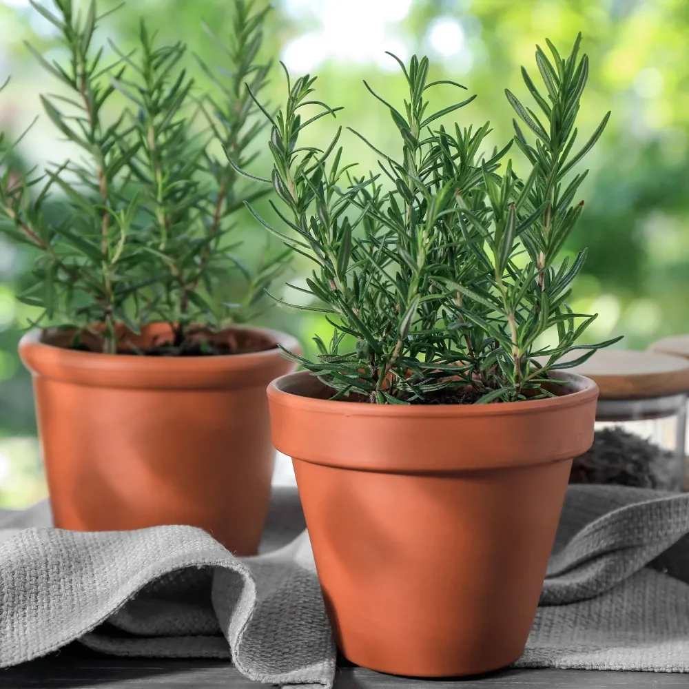 Plant de Romarin Rosmarinus officinalis