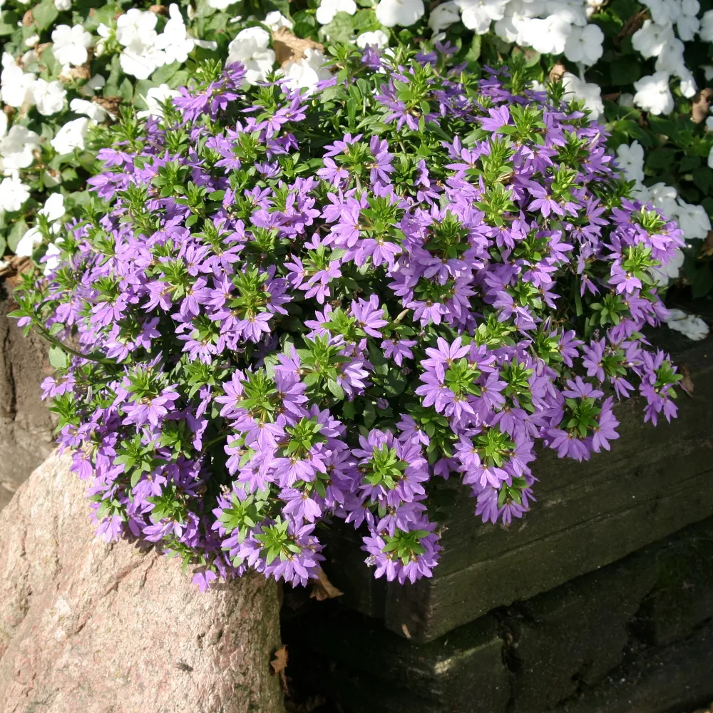 Scaevola violet Scaevola purple
