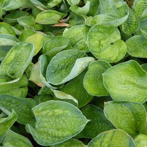 Hosta Blue Shadows Hosta blue shadows