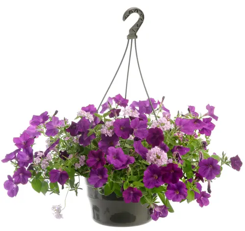 Suspension plantes fleuries mélange de saison coloris multicolore - Ø 27 cm
