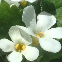 Bacopa - La suspension diam 27 cm
