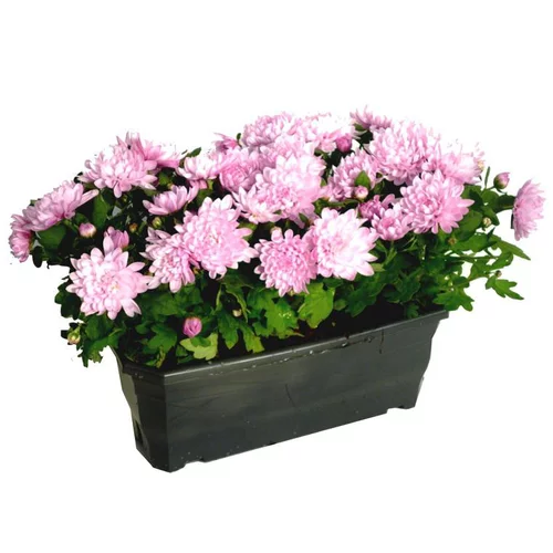 Chrysanthème ou Marguerite d'automne. La jardinière de 50 cm