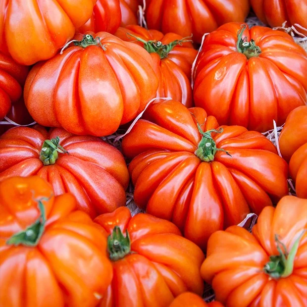 Tomate Beefsteak Solanum lycopersicum beefsteak