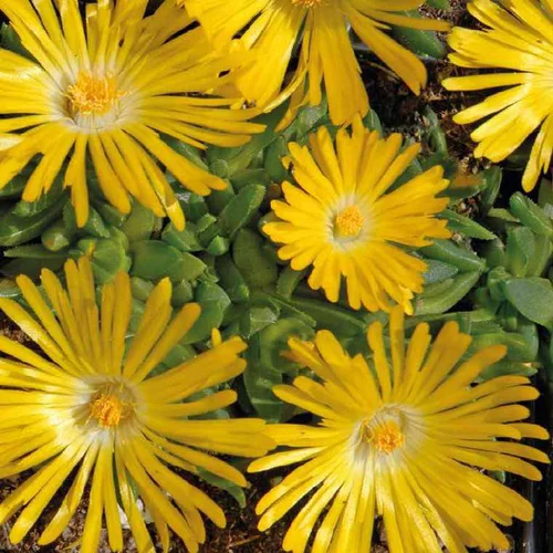 Delosperma Congestum jaune - Le pot de 9 x 9 cm
