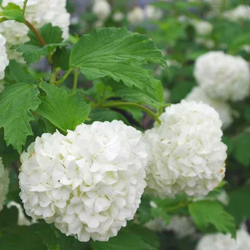 Viburnum Opulus Roseum - Pot de 15L