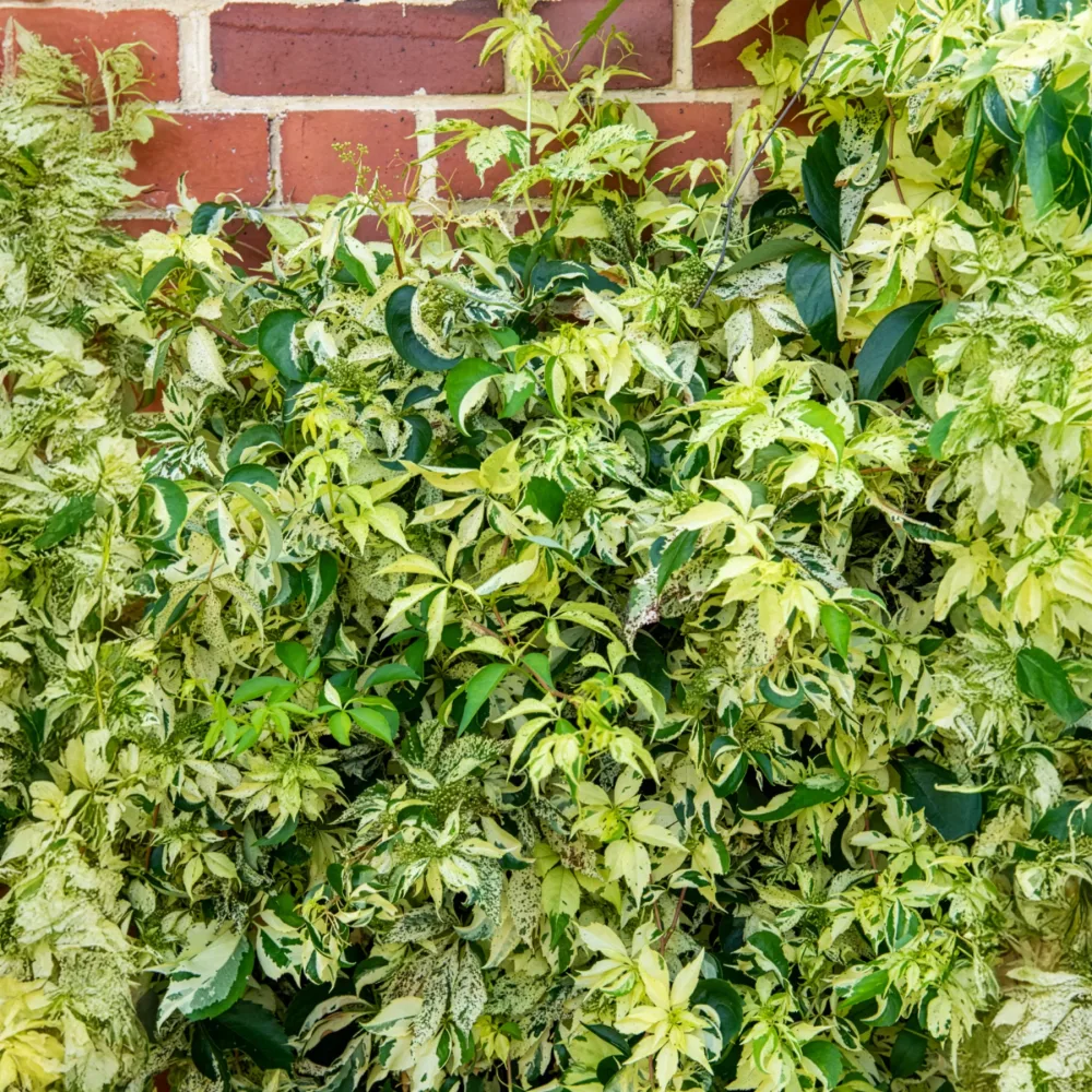 Vigne vierge Star shower® Parthenocissus quinquefolia Star shower® Mooham