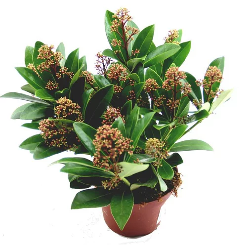 Skimmia rouge. Le pot de 1 litre