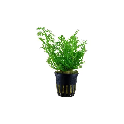 Ceratopteris thalictroides en pot