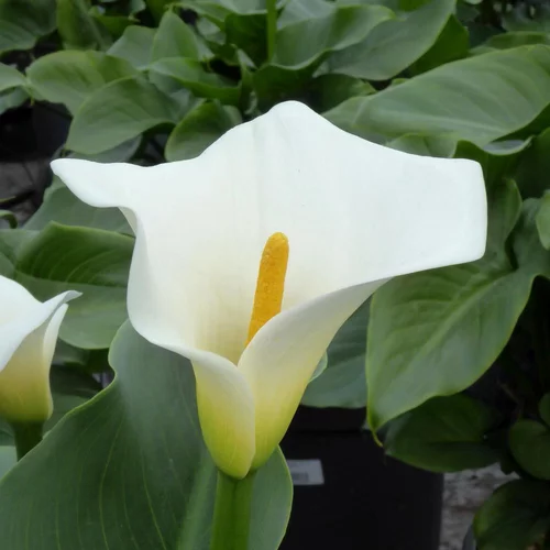 Arum D'Ethiopie. Le pot de 4 litres