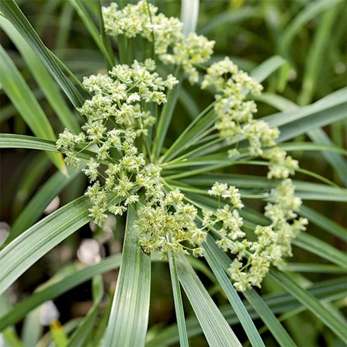Cyperus pot de 3 litres