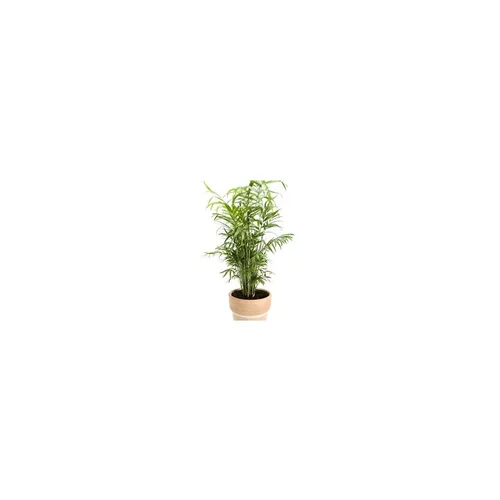 Chamaedorea ou Palmier nain. Le pot Ø 17 cm