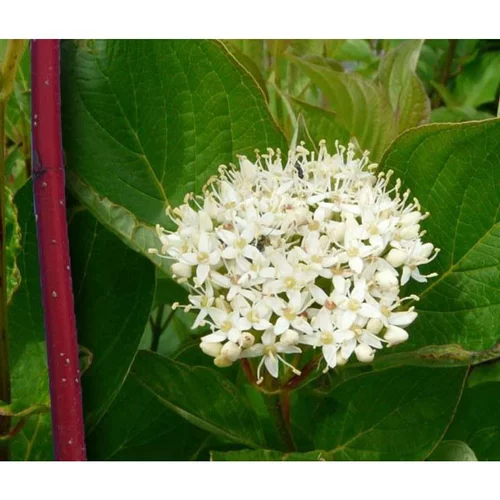 Cornouiller blanc Sibirica (Cornus Alba). Le pot de 4 litres