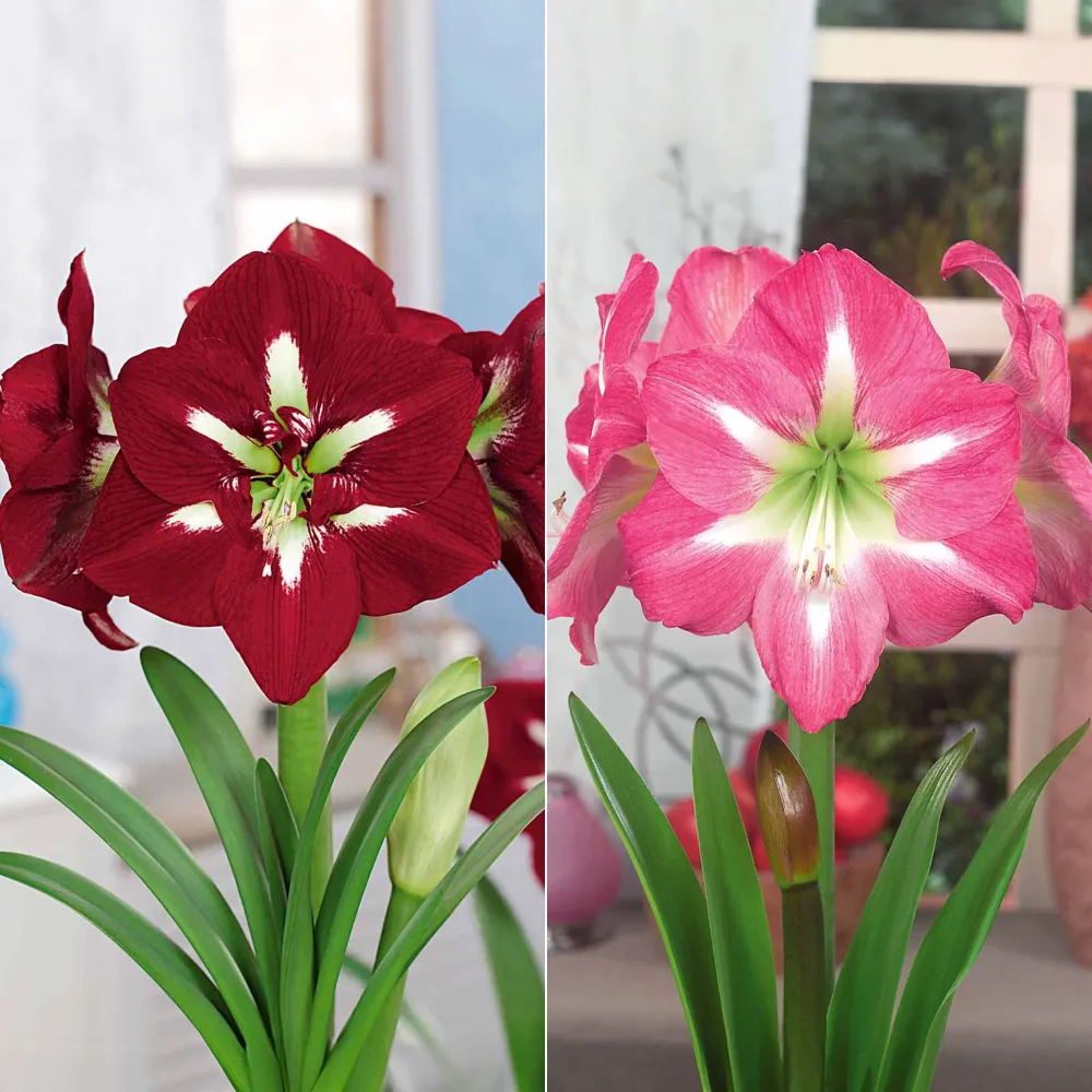 Collection de 2 Amaryllis géantes Amaryllis barbados , exposure