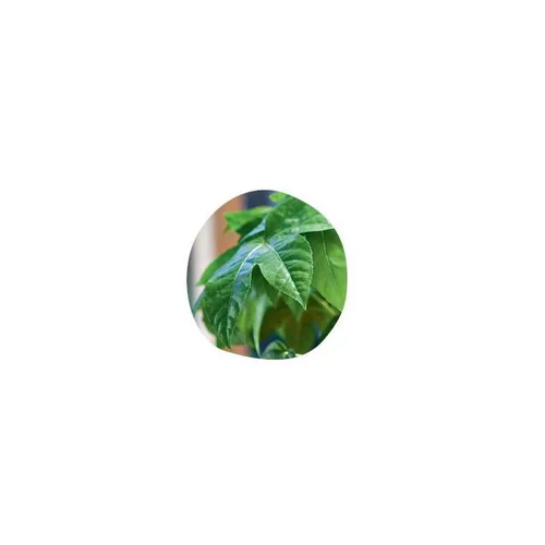 Aralia Sieboldii ou Aralia vert en container de 15 L
