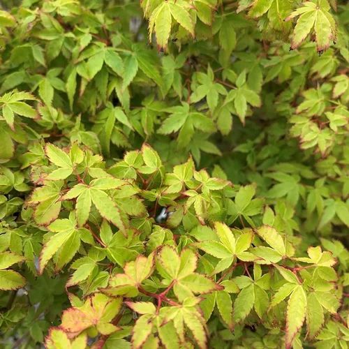 Érable du Japon (Acer Palmatum) Crimson Princess. Le pot de 4,5 litres